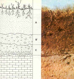 A new level was formed every 12 inches. A new horizon is formed as the soil changed. Credit: http://en.wikipedia.org/wiki/File:Estructura-suelo.jpg#filelinks