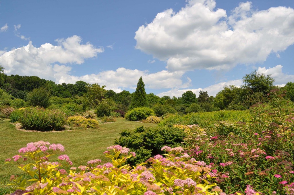 Flowers at Dawes Arboretum