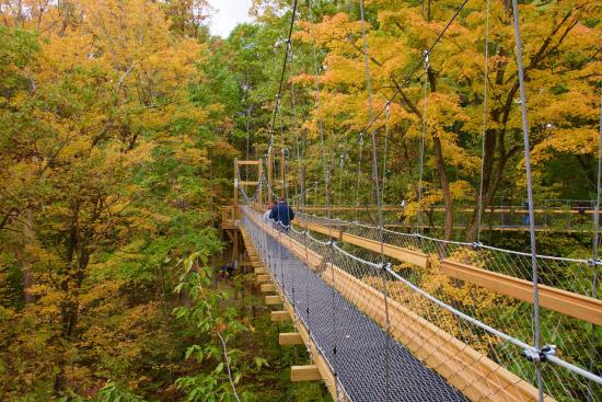 Holden Arboretum canopy walk