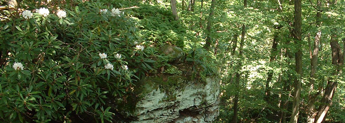 Rhododendron Cove State Nature Preserve