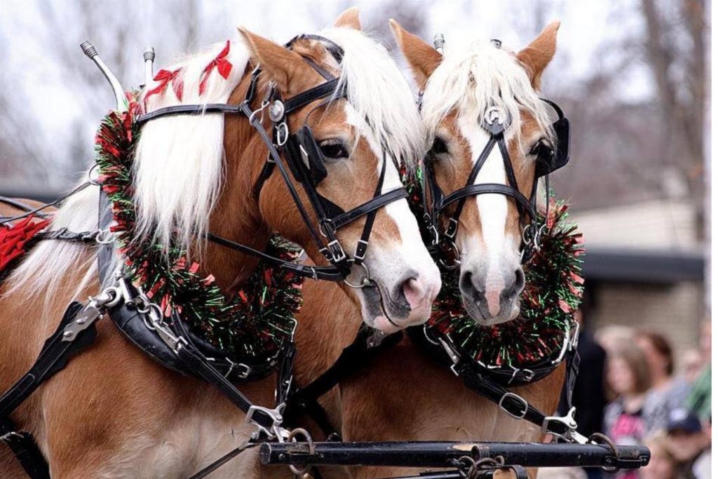 horse-drawn sleigh