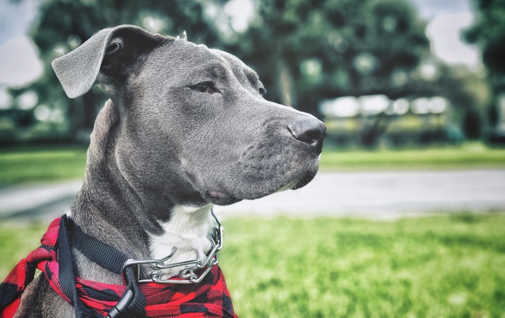 dog in park